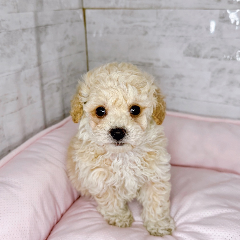 長野県のビションプー(ビションフリーゼ×プードル) (犬の家＆猫の里塩尻店/2025年9月30日生まれ/男の子/クリーム)の子犬