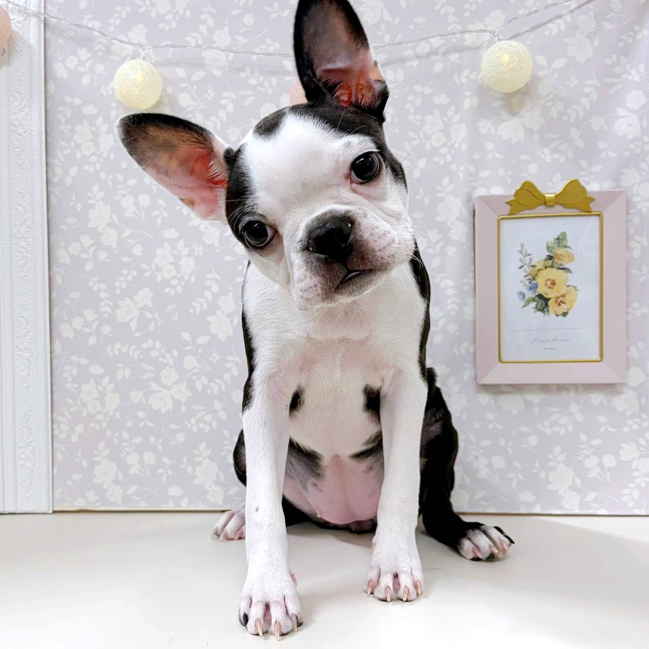 ボストンテリア女の子の写真