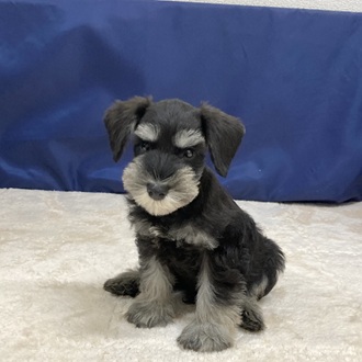 愛知県のミニチュアシュナウザー (犬の家＆猫の里一宮店/2025年9月29日生まれ/男の子/ブラックシルバー)の子犬の1枚目の画像