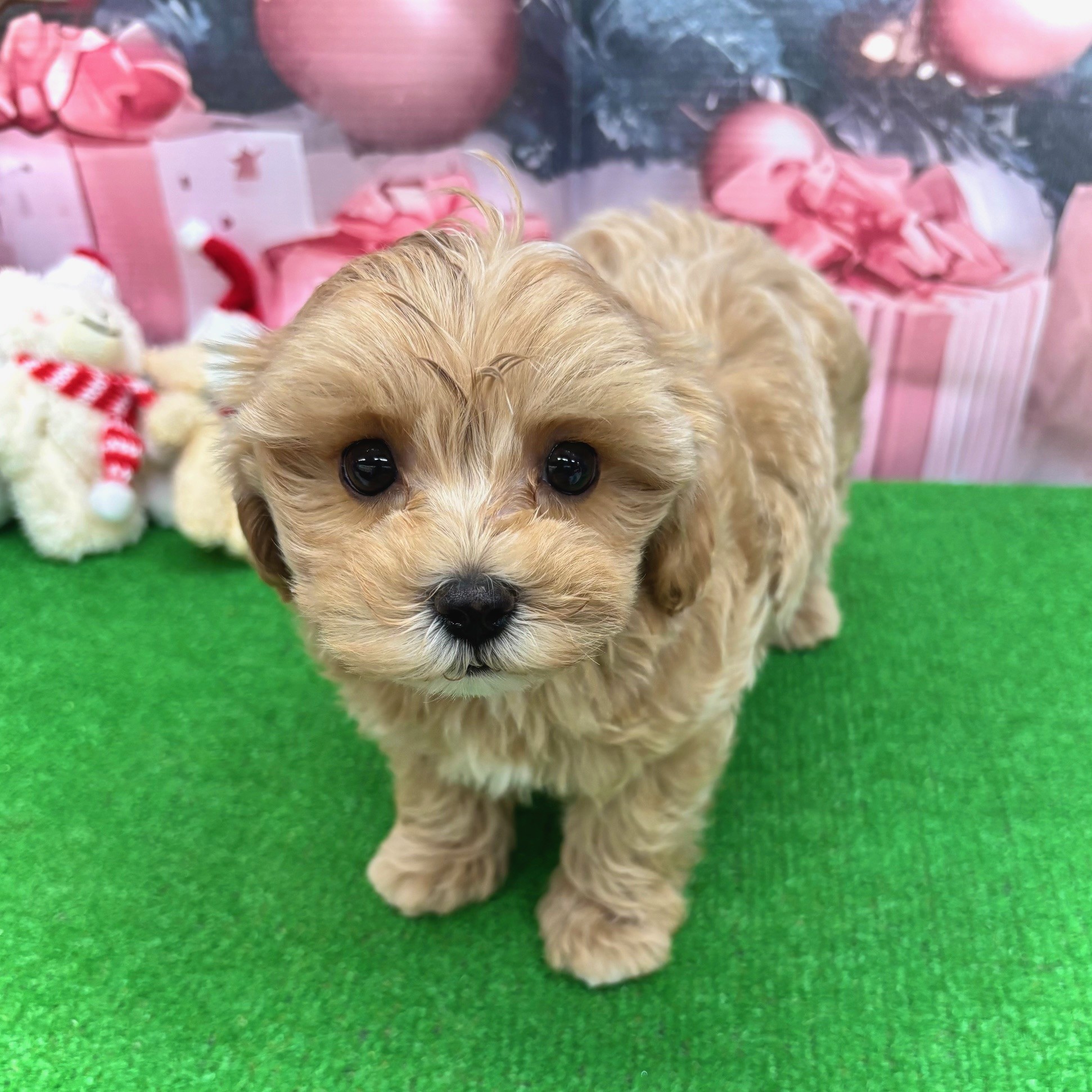 愛知県のマルプー(マルチーズ×プードル) (犬の家＆猫の里名古屋天白店/2025年10月1日生まれ/男の子/アプリコット)の子犬の1枚目の画像