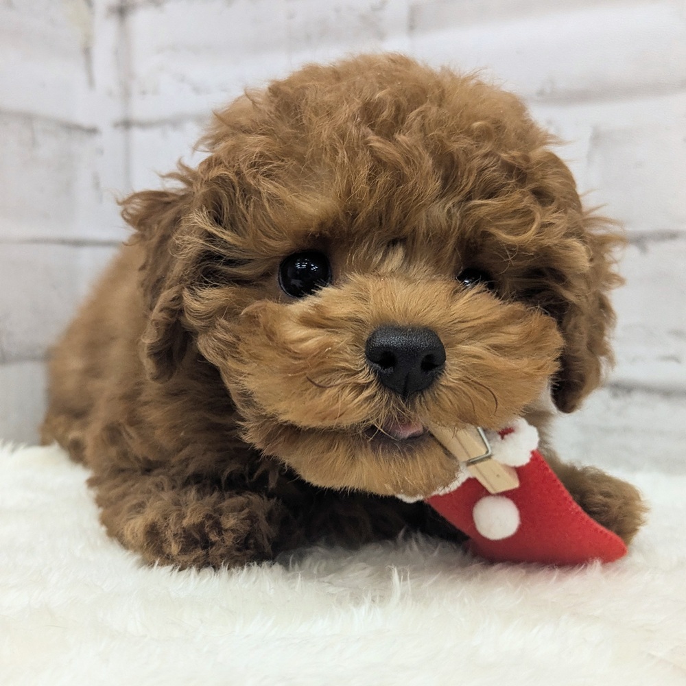 愛知県のトイプードル(トイ) (犬の家＆猫の里MEGAドン・キホーテ東海名和店/2025年9月30日生まれ/女の子/レッドフォーン)の子犬の1枚目の画像