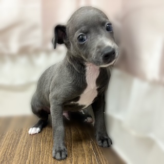 イタリアングレーハウンド男の子の写真