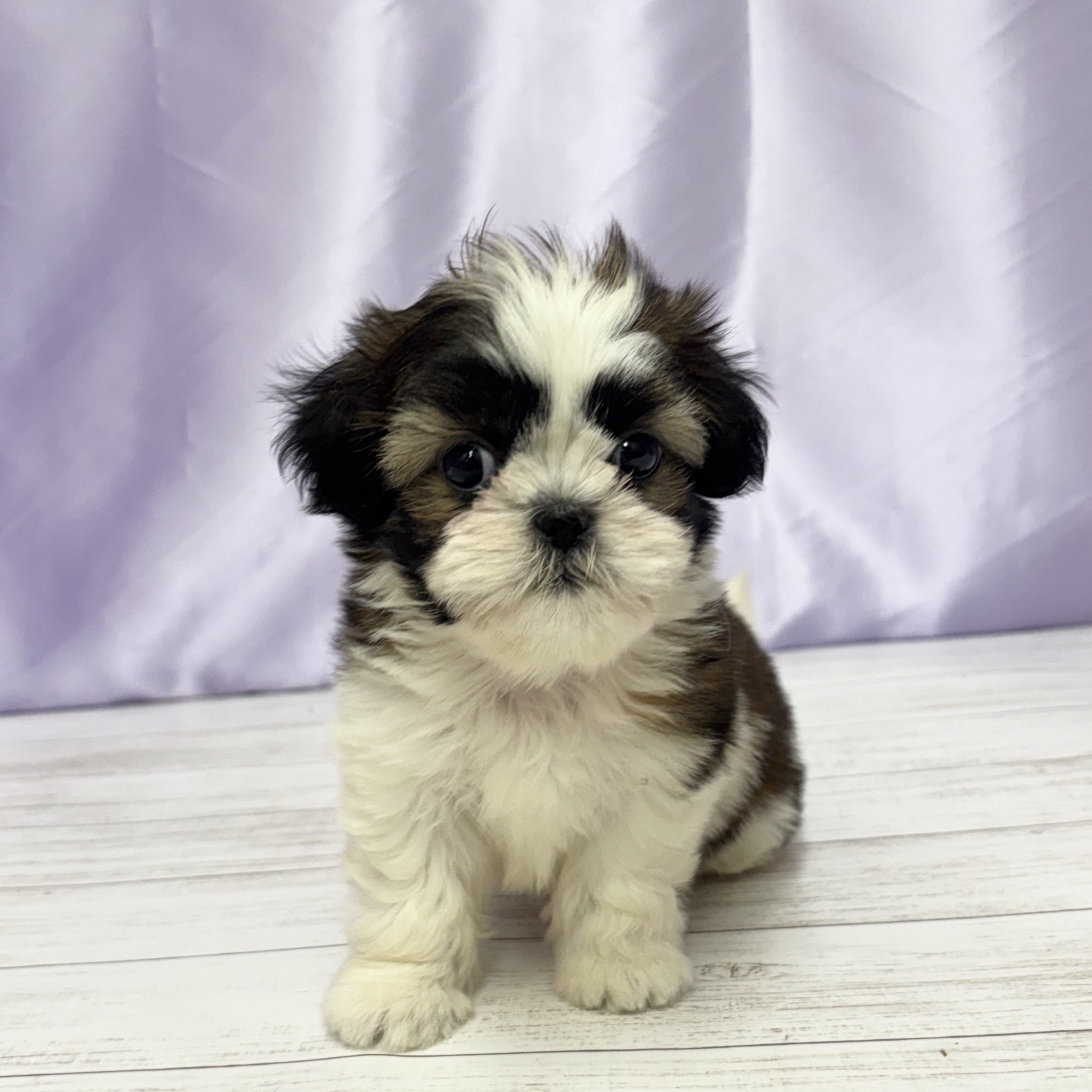 兵庫県のシーズー (犬の家＆猫の里尼崎店/2025年9月27日生まれ/女の子/ホワイトゴールド)の子犬の1枚目の画像