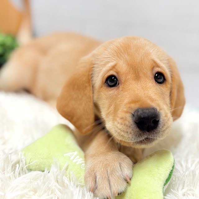 愛知県のラブラドールレトリーバー (犬の家＆猫の里豊田店/2025年10月4日生まれ/女の子/イエロー)の子犬の1枚目の画像