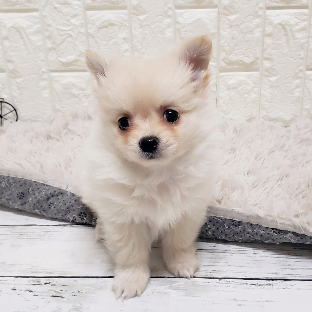 ハーフ犬男の子の写真