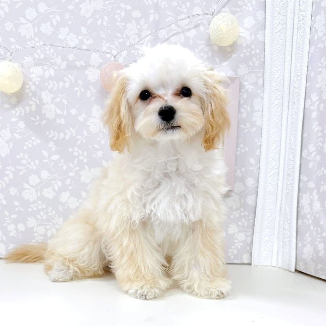 富山県のマルプー(マルチーズ×プードル) (犬の家＆猫の里アミーゴ高岡蓮花寺店/2025年10月7日生まれ/男の子/クリーム)の子犬の1枚目の画像