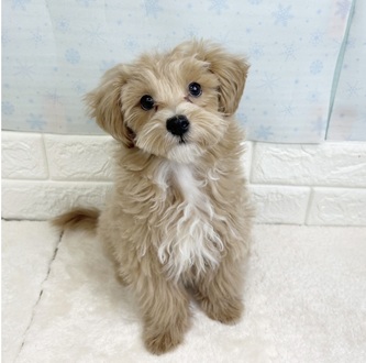 静岡県のマルプー(マルチーズ×プードル) (犬の家＆猫の里マークイズ静岡店/2025年10月7日生まれ/男の子/アプリコット)の子犬の1枚目の画像