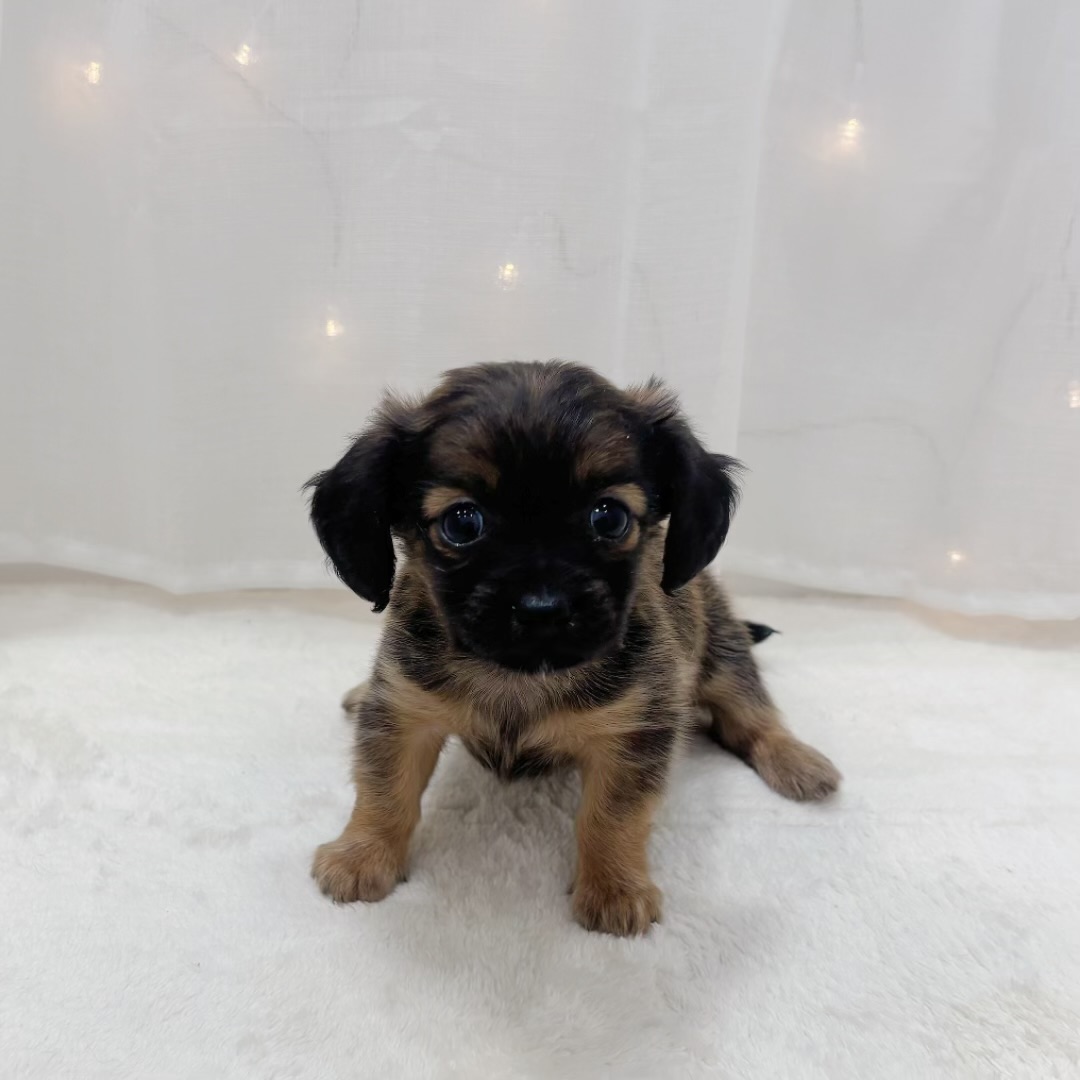 ハーフ犬男の子の写真