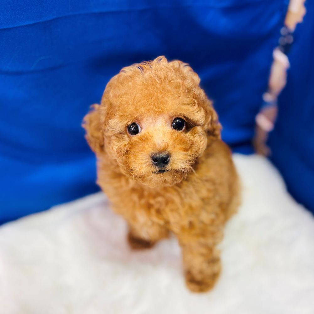 トイプードル男の子の写真