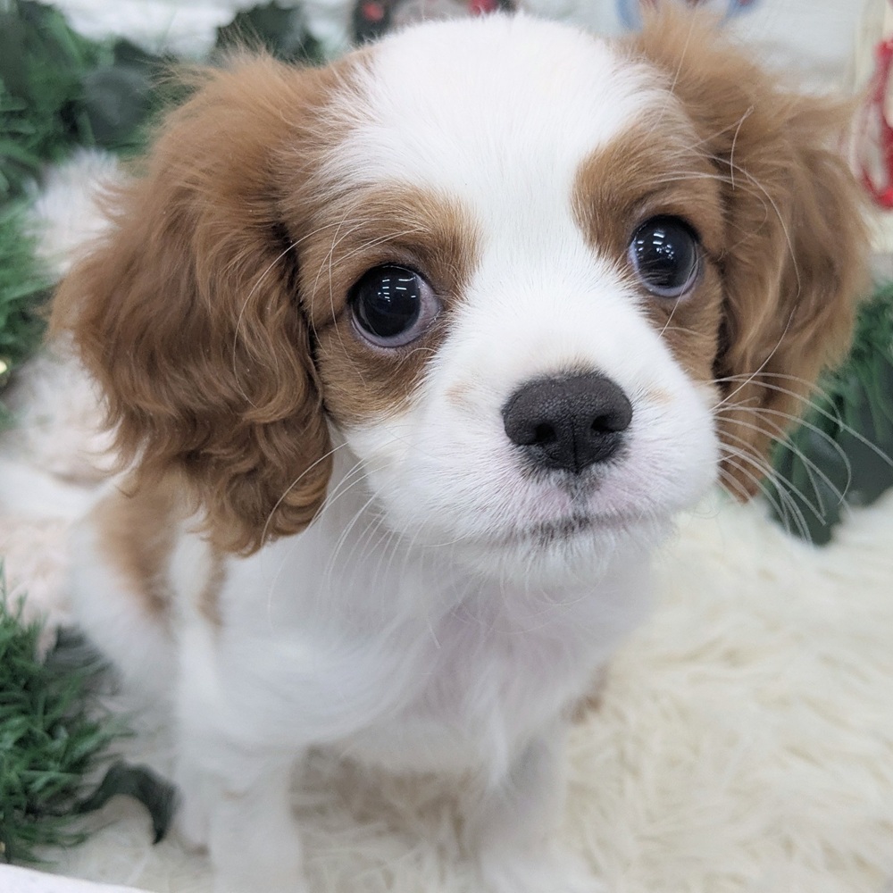 愛知県のキャバリアキングチャールズスパニエル (犬の家＆猫の里MEGAドン・キホーテ東海名和店/2025年10月8日生まれ/男の子/ブレンハイム)の子犬の1枚目の画像