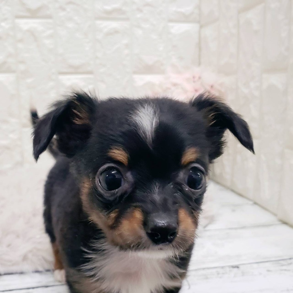 ハーフ犬男の子の写真