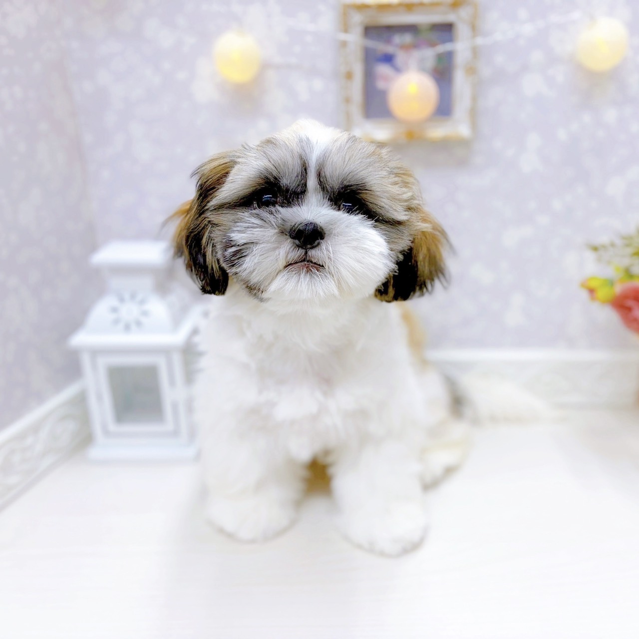 富山県のシーズー (犬の家＆猫の里アミーゴ山室店/2025年10月12日生まれ/男の子/ゴールドホワイト)の子犬の1枚目の画像