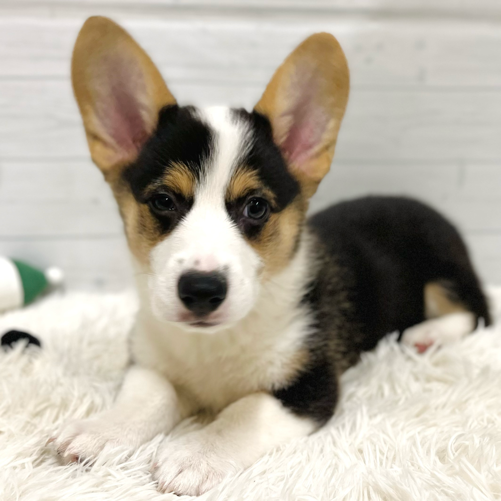 愛知県のウェルシュコーギーペンブローク (犬の家＆猫の里豊田店/2025年10月12日生まれ/男の子/ブラックタンホワイト)の子犬の1枚目の画像