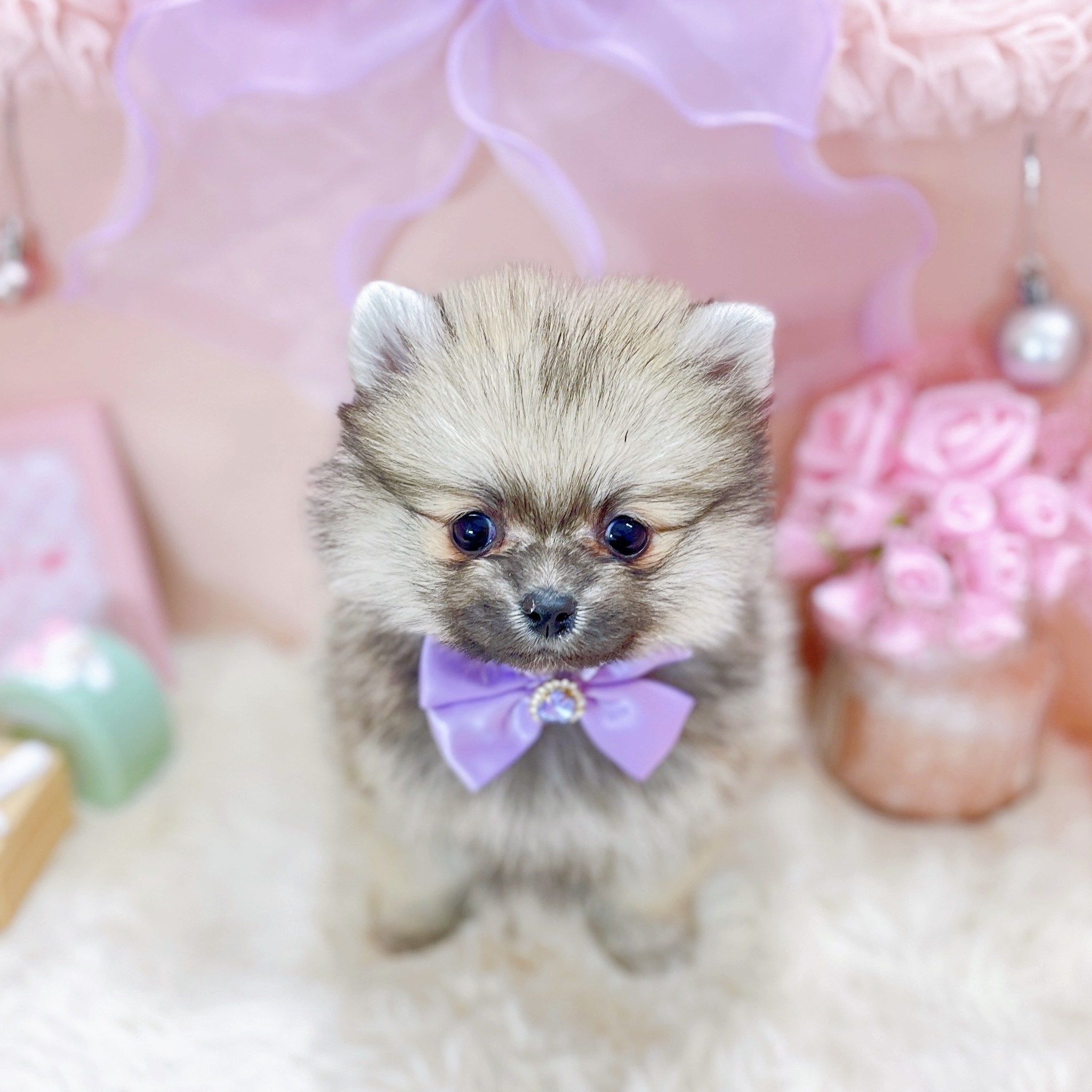 ポメラニアン女の子の写真