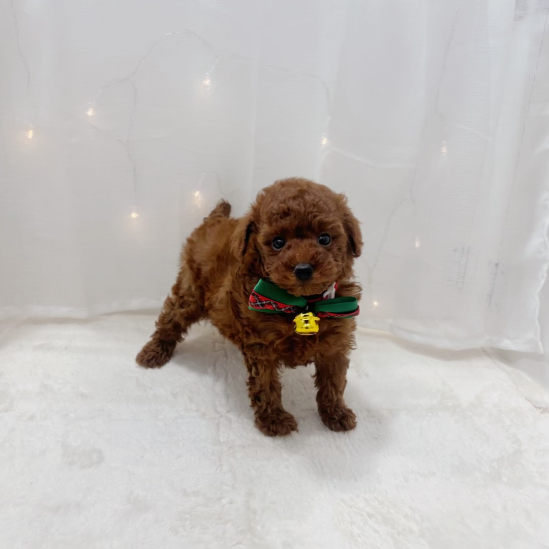 トイプードル女の子の写真