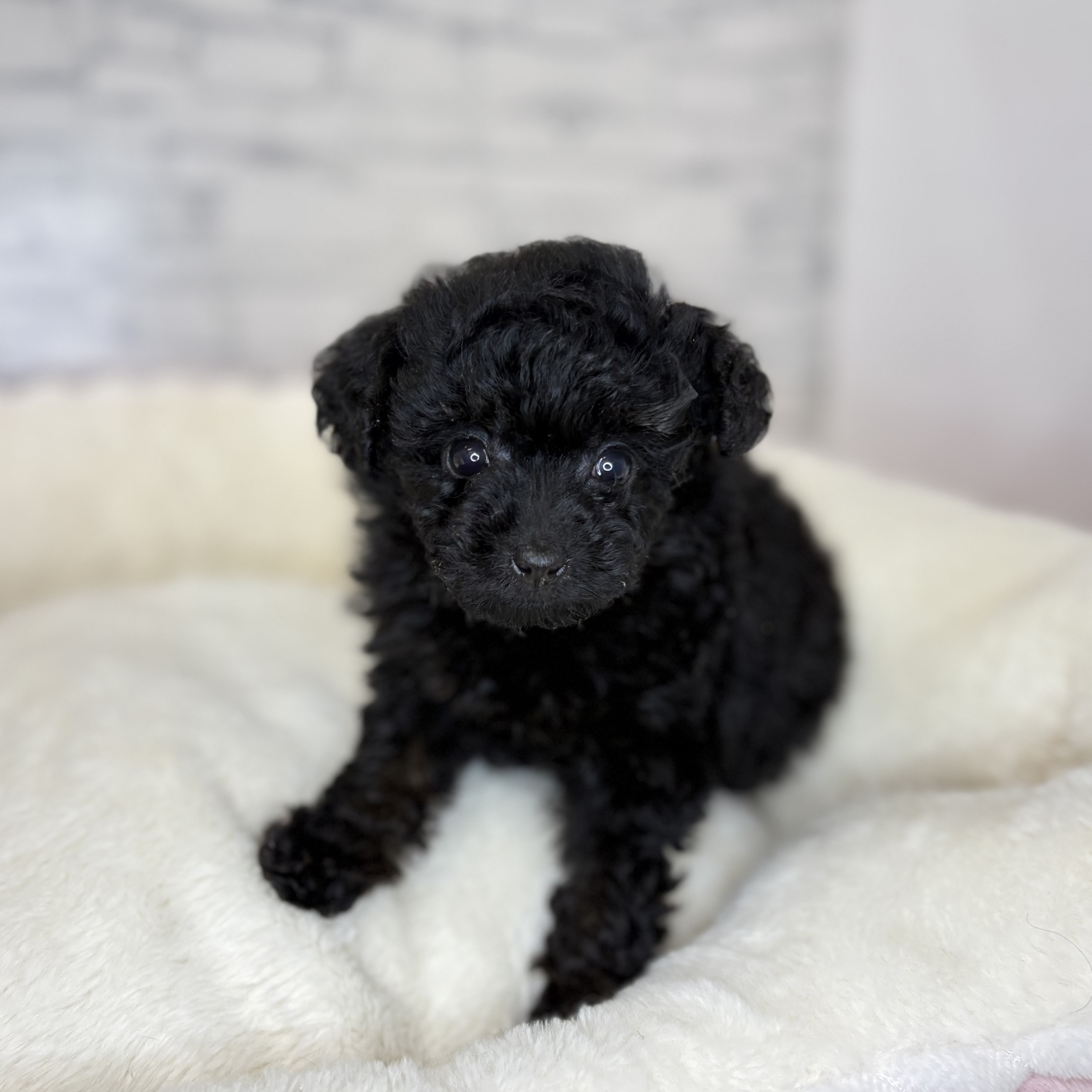 タイニープードル女の子の写真