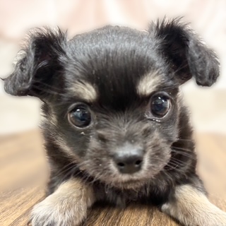 兵庫県のチワックス(チワワ×ダックス) (犬の家＆猫の里カナート西神戸店/2025年10月14日生まれ/女の子/ブラッククリーム)の子犬の1枚目の画像