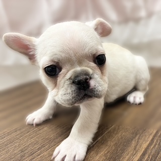 兵庫県のフレンチブルドッグ (犬の家＆猫の里カナート西神戸店/2025年10月18日生まれ/女の子/クリーム)の子犬の1枚目の画像