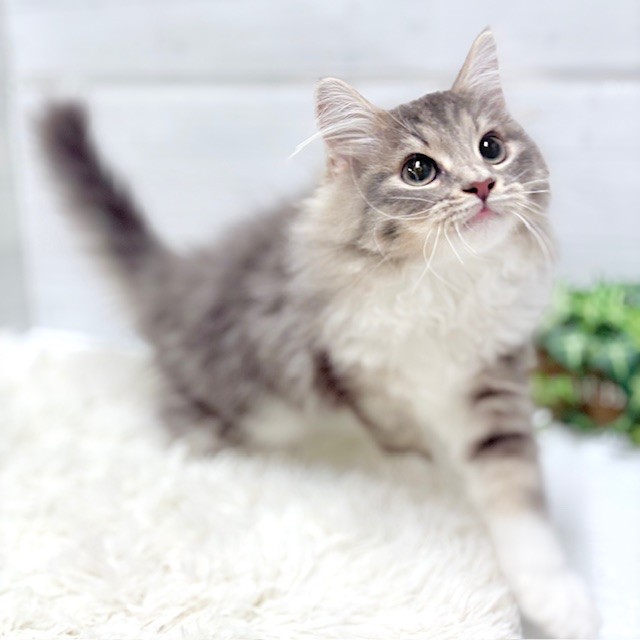 愛知県のノルウェージャンフォレストキャット (犬の家＆猫の里豊田店/2025年10月19日生まれ/男の子/ブルータビーホワイト)の子猫の1枚目の画像