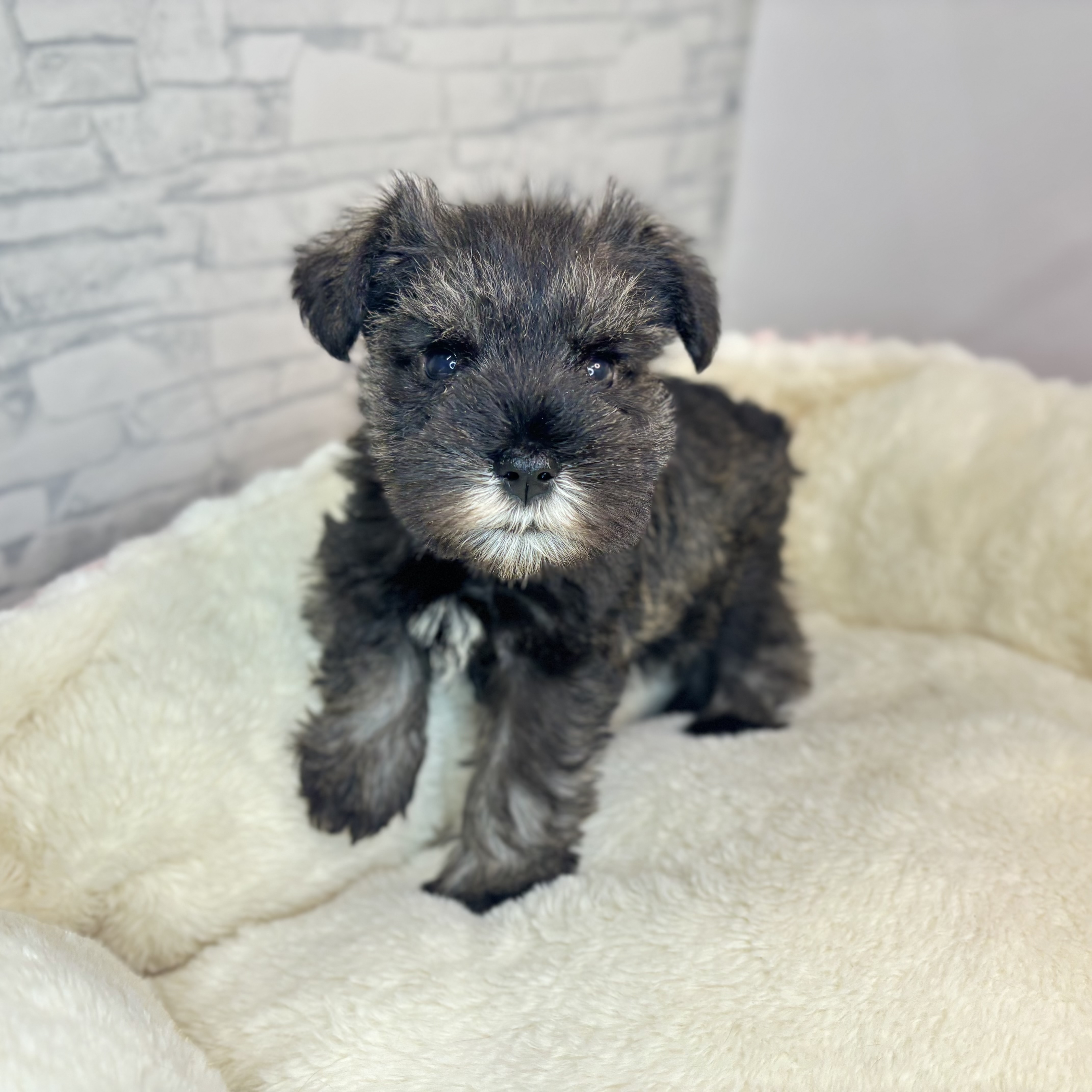 ミニチュアシュナウザー男の子の写真