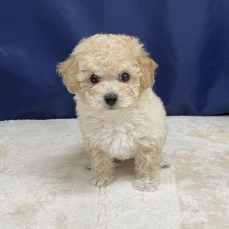 愛知県のビションプー(ビションフリーゼ×プードル) (犬の家＆猫の里一宮店/2025年10月22日生まれ/男の子/クリーム)の子犬の1枚目の画像