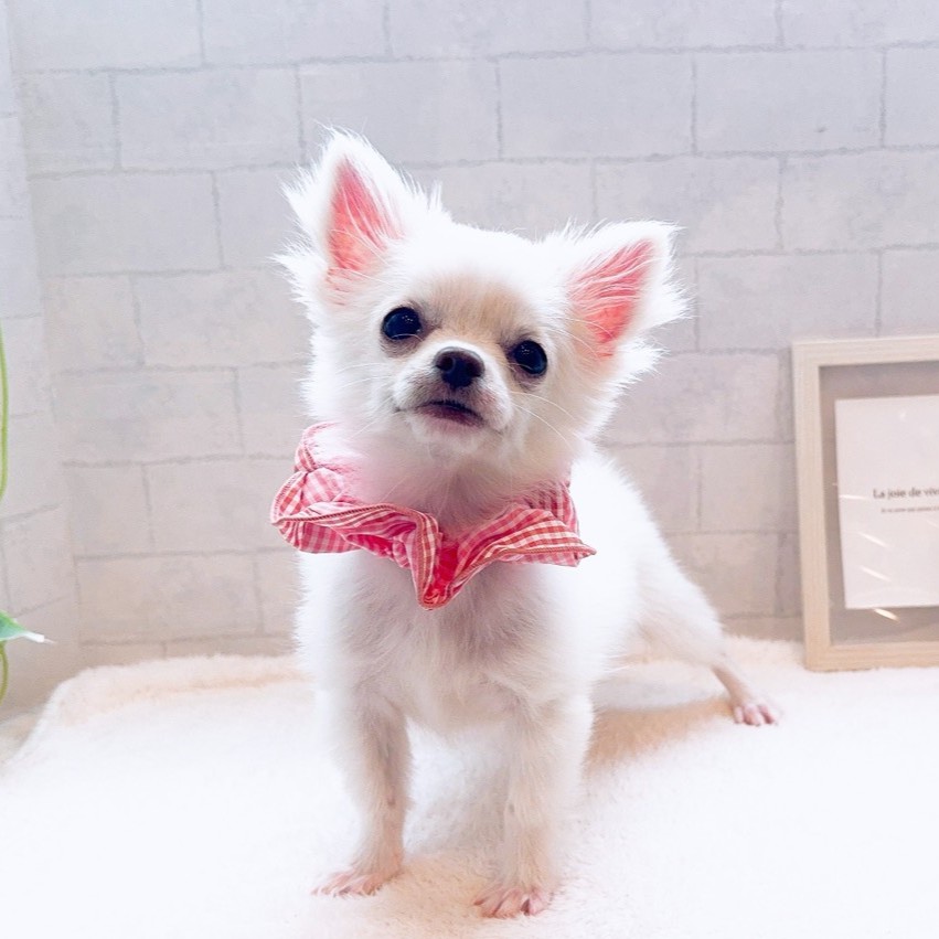 石川県のチワワ(ロング) (犬の家＆猫の里金沢店/2025年10月20日生まれ/女の子/クリームホワイト)の子犬の1枚目の画像