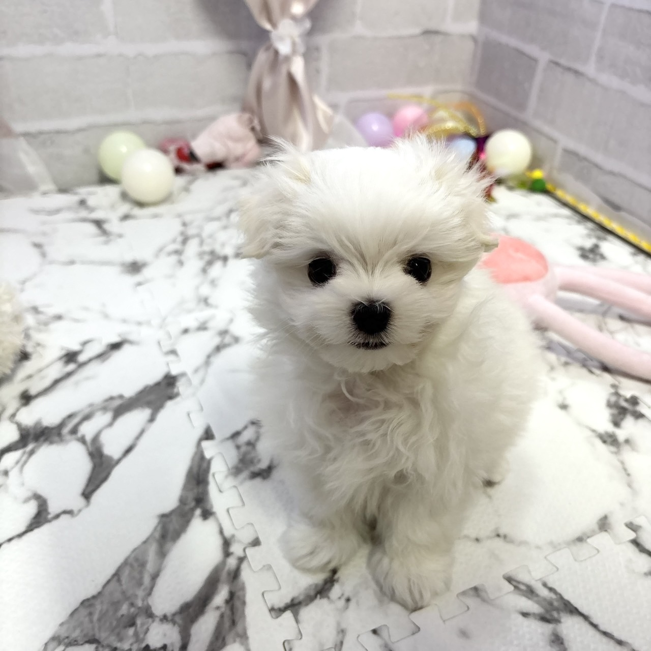 愛知県のマルチーズ (犬の家＆猫の里岡崎店/2025年10月19日生まれ/男の子/ホワイト)の子犬の1枚目の画像