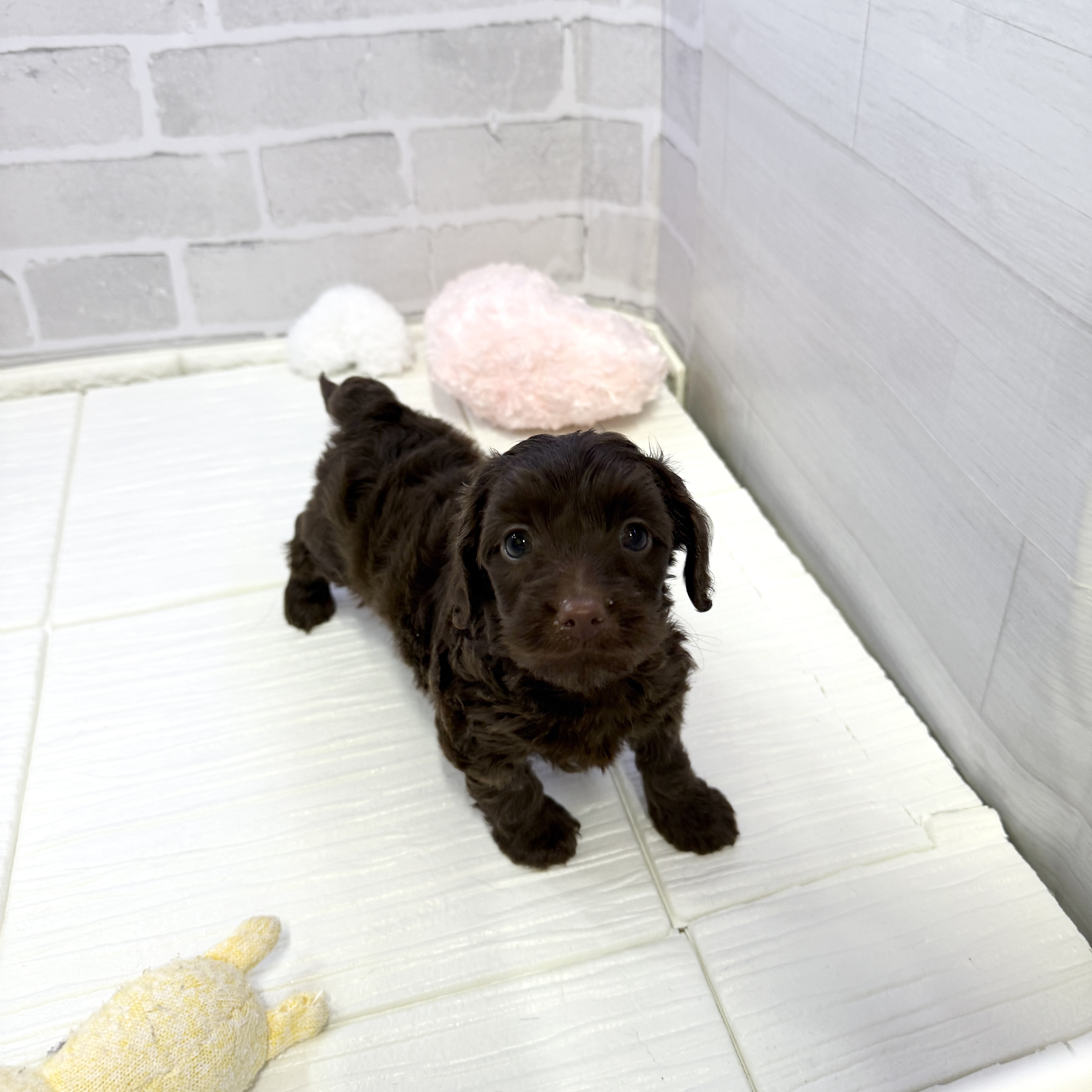 愛知県のダップー(ダックス×プードル) (犬の家＆猫の里岡崎店/2025年10月28日生まれ/女の子/ブラウン)の子犬の1枚目の画像