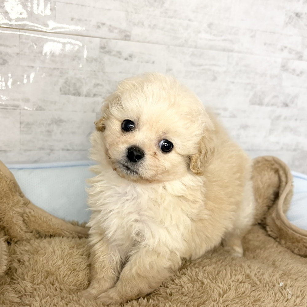 長野県のペキプー(ペキニーズ×プードル) (犬の家＆猫の里塩尻店/2025年10月28日生まれ/男の子/クリーム)の子犬の1枚目の画像