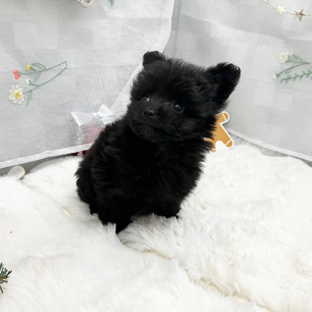 静岡県のポメプー(ポメラニアン×プードル) (犬の家＆猫の里MEGAドン・キホーテ袋井店/2025年10月26日生まれ/女の子/ブラック)の子犬の1枚目の画像