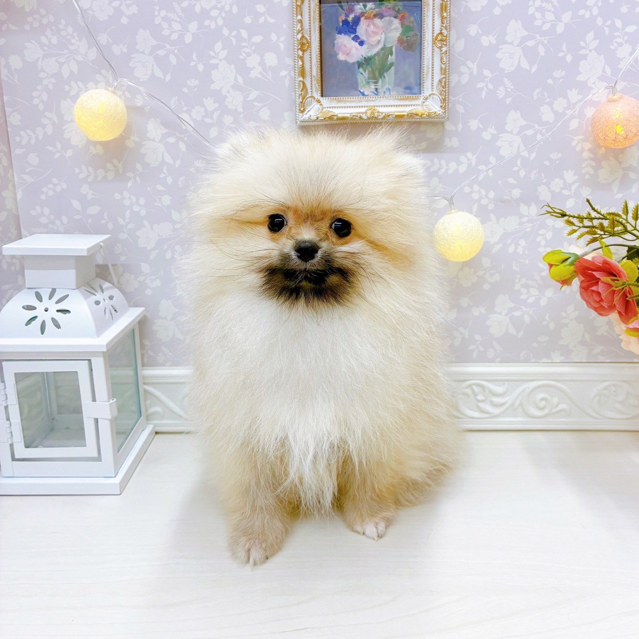 富山県のポメラニアン (犬の家＆猫の里アミーゴ山室店/2025年10月28日生まれ/女の子/ウルフセーブル)の子犬の1枚目の画像