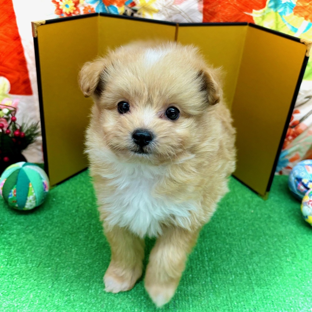 愛知県のポメプー(ポメラニアン×プードル) (犬の家＆猫の里名古屋天白店/2025年10月28日生まれ/男の子/アプリコット)の子犬の1枚目の画像