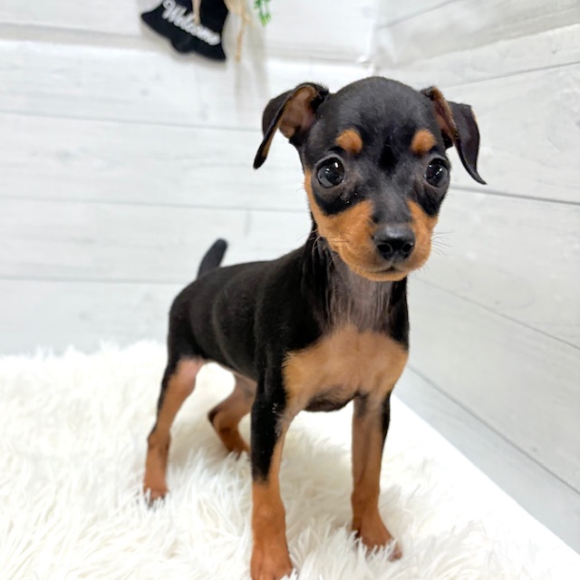 愛知県のミニチュアピンシャー (犬の家＆猫の里豊田店/2025年10月28日生まれ/女の子/ブラックタン)の子犬の1枚目の画像