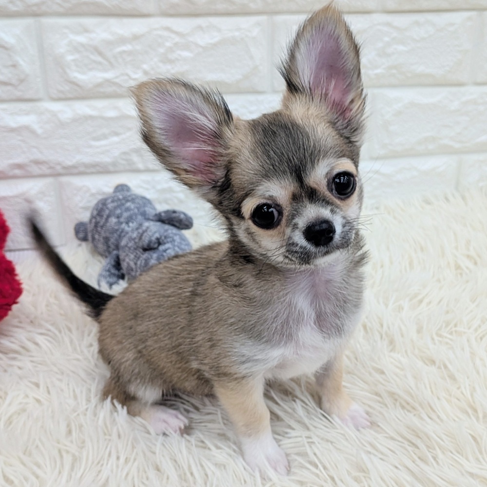 チワワ（ロング）男の子の写真