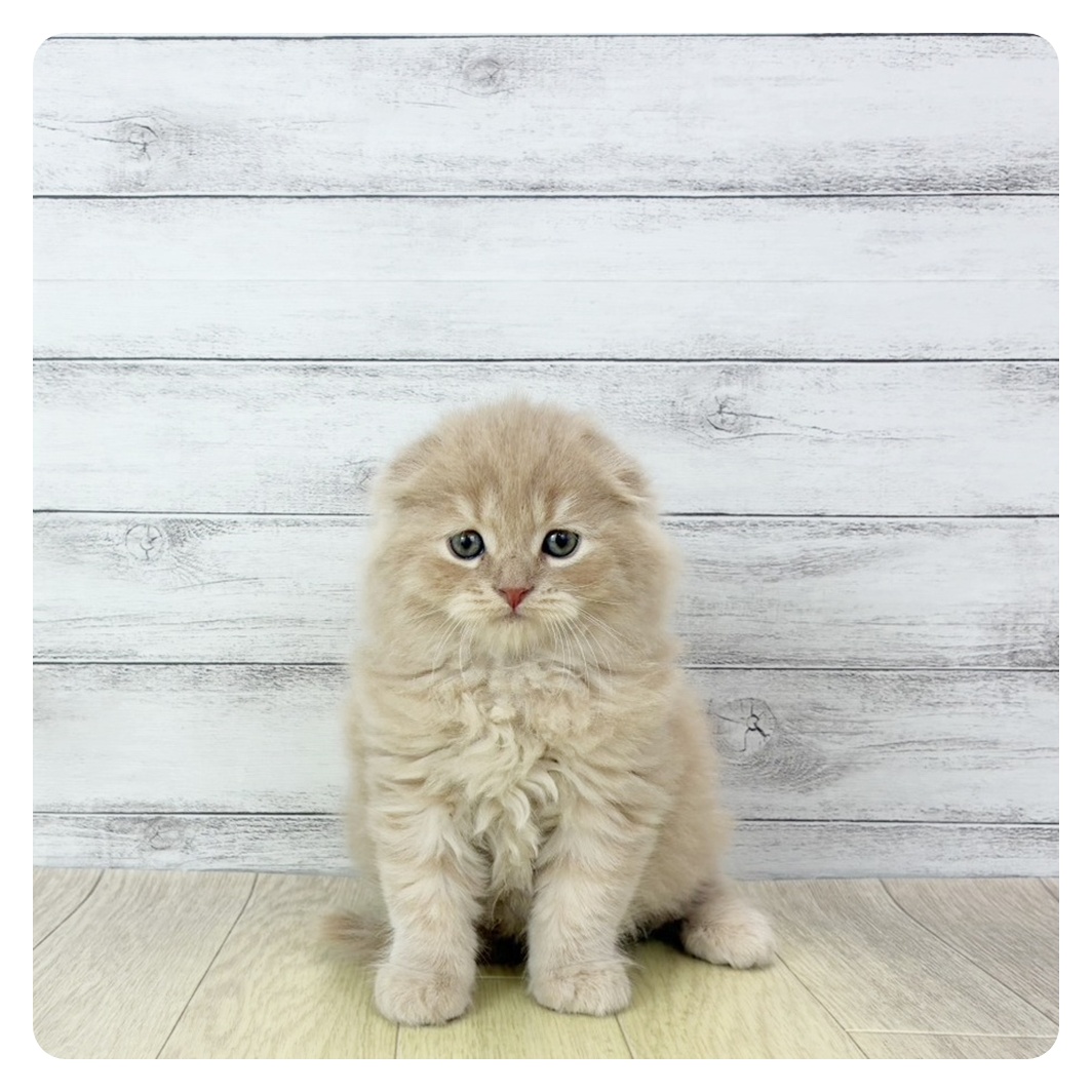 愛知県のスコティッシュフォールド (犬の家＆猫の里一宮店/2025年10月29日生まれ/男の子/クリームタビー)の子猫