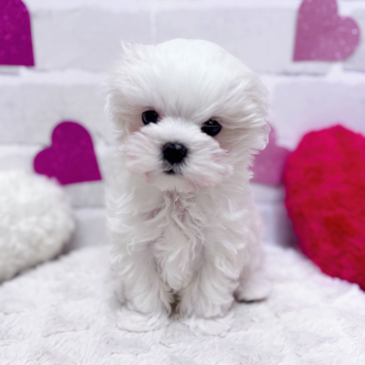 京都府のマルチーズ (犬の家＆猫の里京都精華店/2025年10月31日生まれ/男の子/ホワイト)の子犬の1枚目の画像
