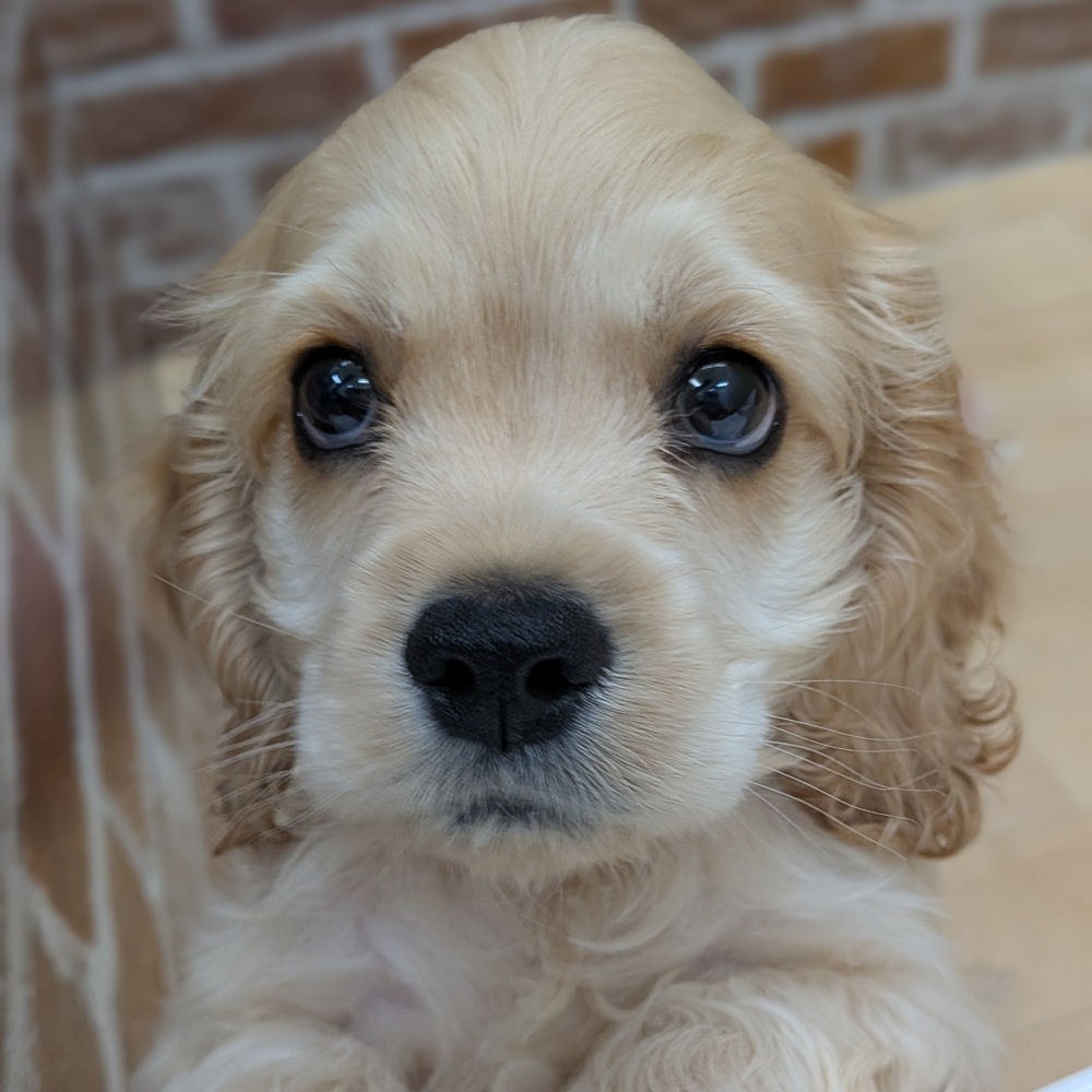 愛知県のアメリカンコッカースパニエル (犬の家＆猫の里七宝店/2025年11月1日生まれ/男の子/バフ)の子犬