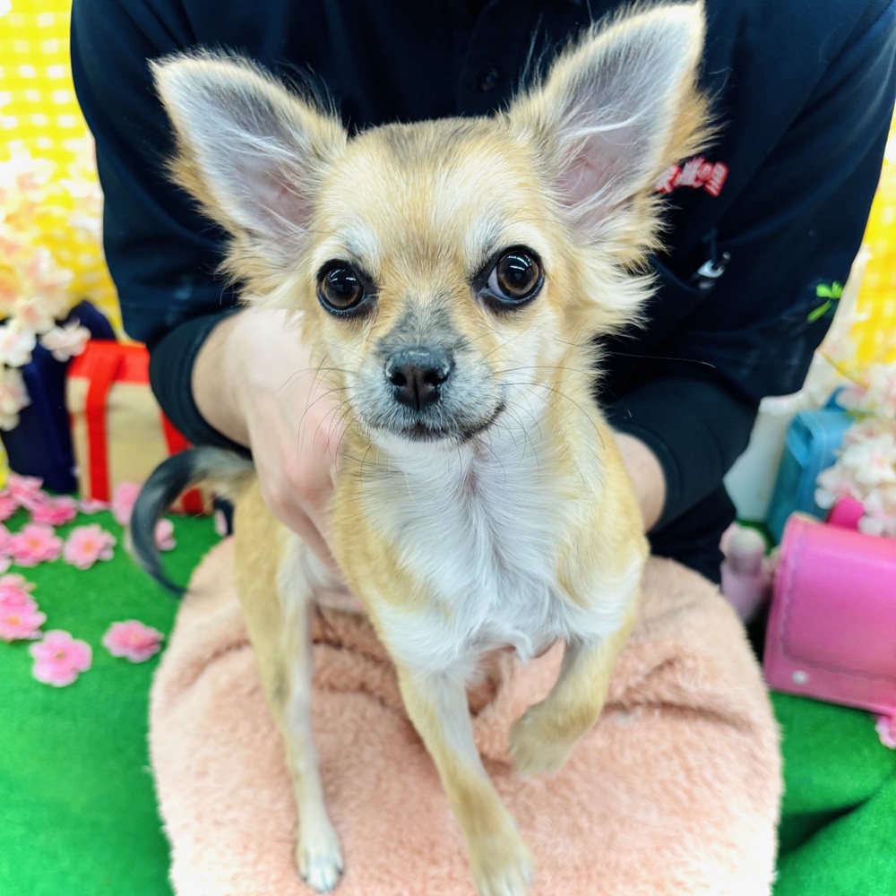 愛知県のチワワ(ロング) (犬の家＆猫の里名古屋天白店/2025年11月2日生まれ/女の子/フォーンホワイト)の子犬の1枚目の画像