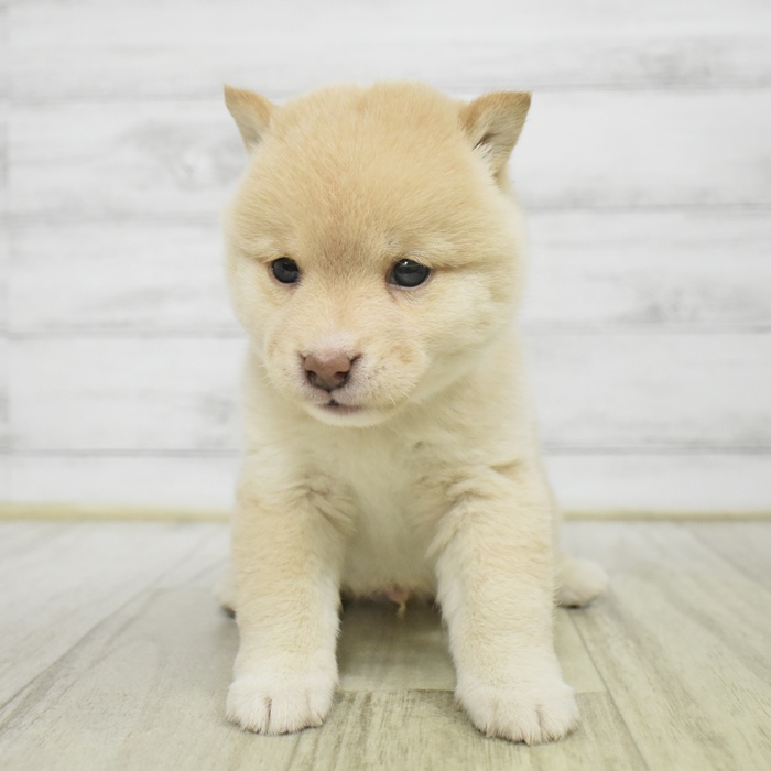 愛知県の豆柴 (犬の家＆猫の里一宮店/2025年11月3日生まれ/男の子/白)の子犬