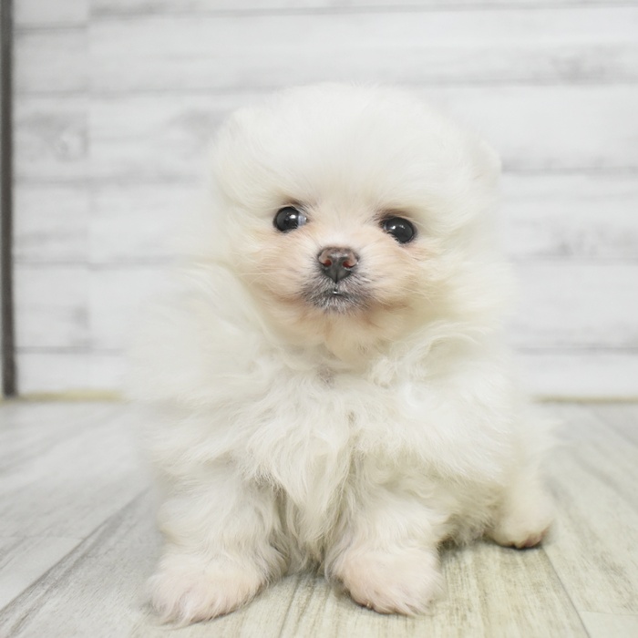 愛知県のポメラニアン (犬の家＆猫の里一宮店/2025年11月2日生まれ/男の子/ホワイト)の子犬
