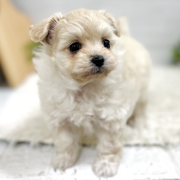 愛知県のチワプー/プーチー(チワワ×プードル) (犬の家＆猫の里豊田店/2025年11月2日生まれ/女の子/クリーム)の子犬の1枚目の画像