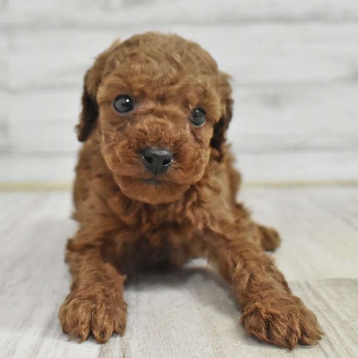 愛知県のトイプードル(トイ) (犬の家＆猫の里一宮店/2025年11月3日生まれ/男の子/レッド)の子犬