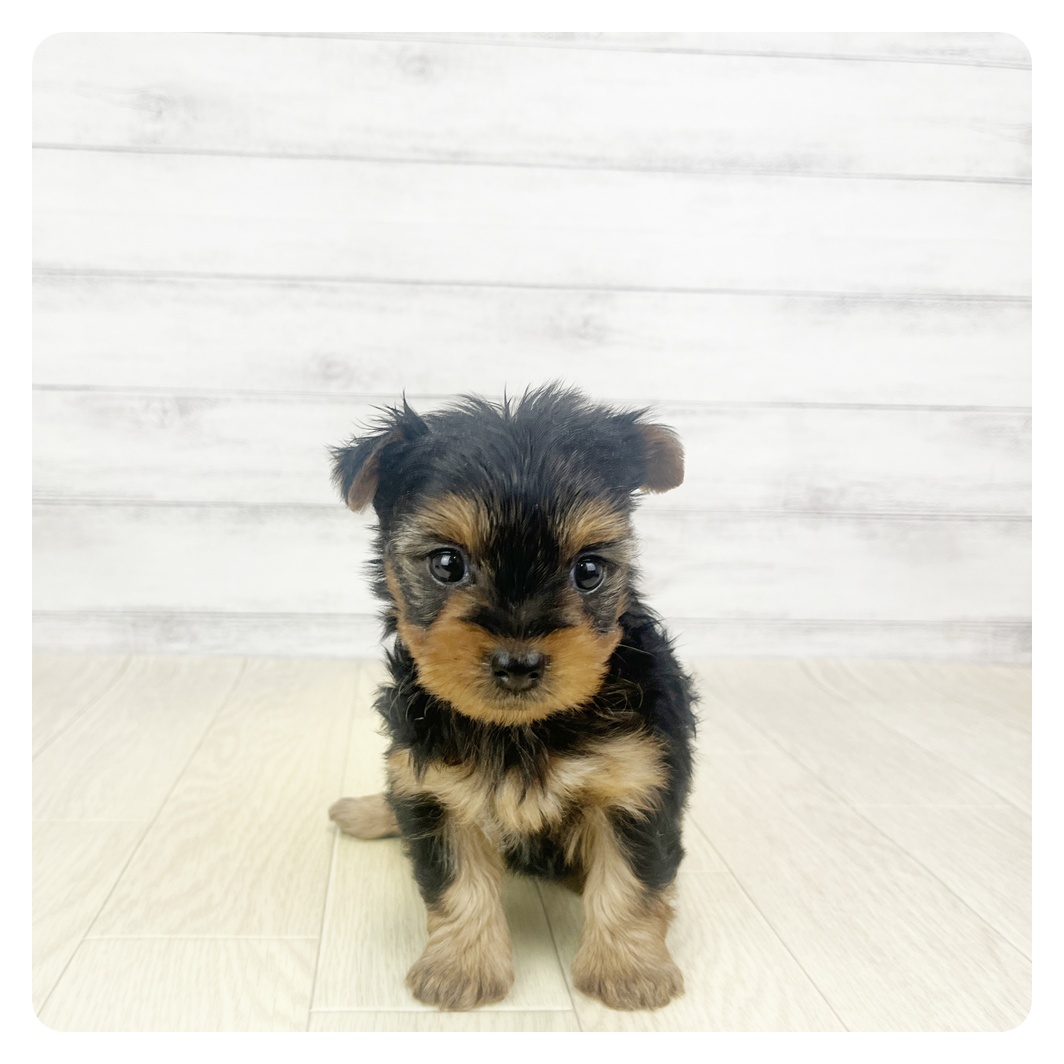 愛知県のヨークシャーテリア (犬の家＆猫の里一宮店/2025年10月30日生まれ/女の子/スチールブルータン)の子犬