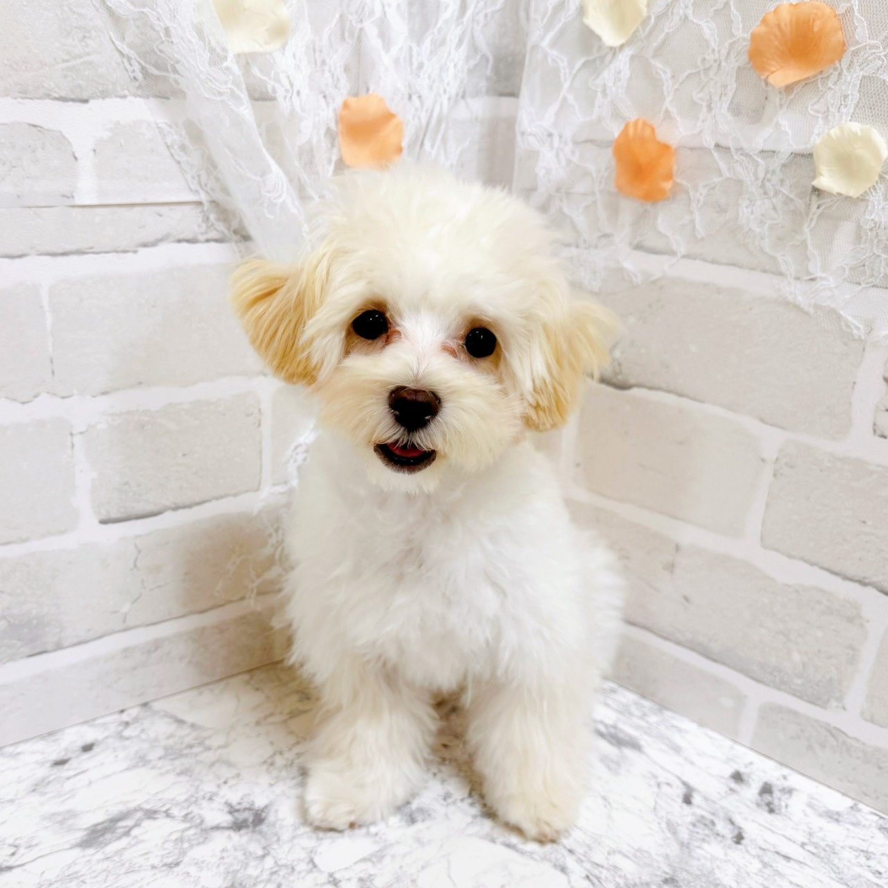 京都府のマルプー(マルチーズ×プードル) (犬の家＆猫の里京都精華店/2025年11月4日生まれ/男の子/クリーム)の子犬の1枚目の画像