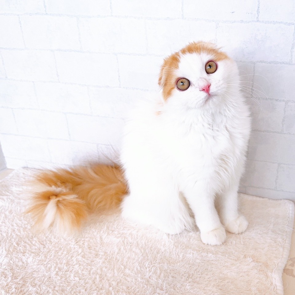 石川県のスコティッシュフォールド (犬の家＆猫の里金沢店/2025年11月3日生まれ/男の子/レッドタビーホワイト)の子猫の1枚目の画像