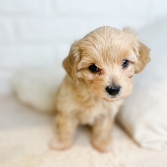 ハーフ犬女の子の写真