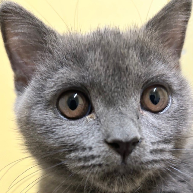 福岡県のブリティッシュショートヘアー (犬の家＆猫の里トリアス久山店/2025年11月13日生まれ/女の子/ブルー)の子猫の1枚目の画像