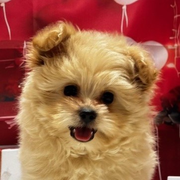 福岡県のポメプー(ポメラニアン×プードル) (犬の家＆猫の里トリアス久山店/2025年11月14日生まれ/男の子/クリーム)の子犬の1枚目の画像