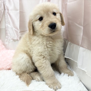 ゴールデンレトリバー女の子の写真