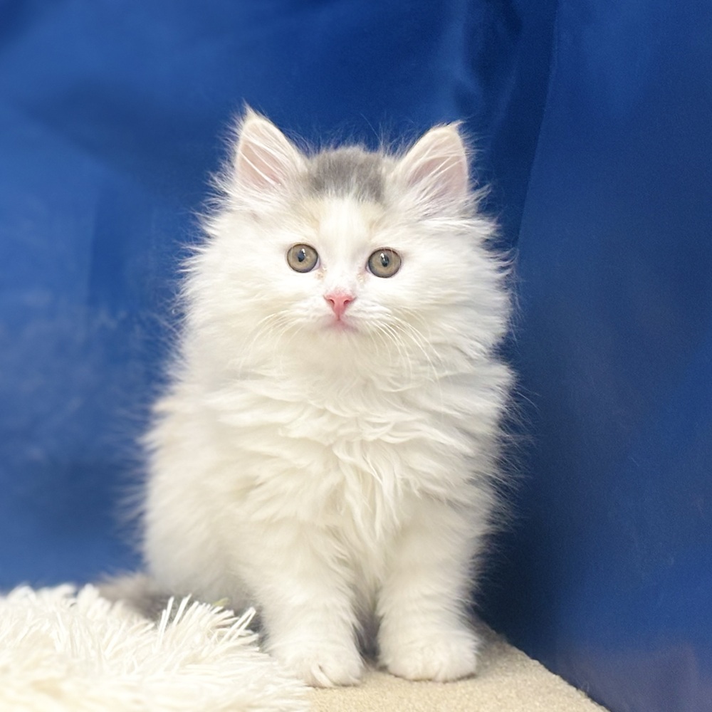 サイベリアン女の子の写真